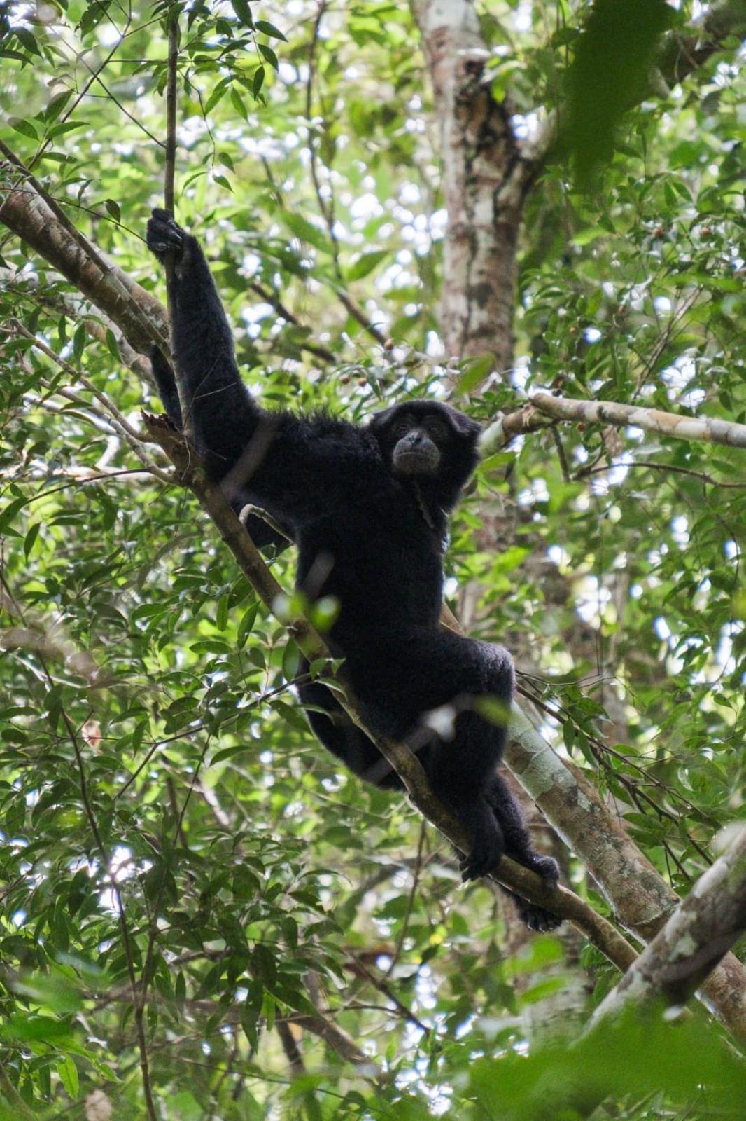 Magpie Homestay & Jungle Trekking Only For Guest Trekking With Us Bukit Lawang Exteriér fotografie