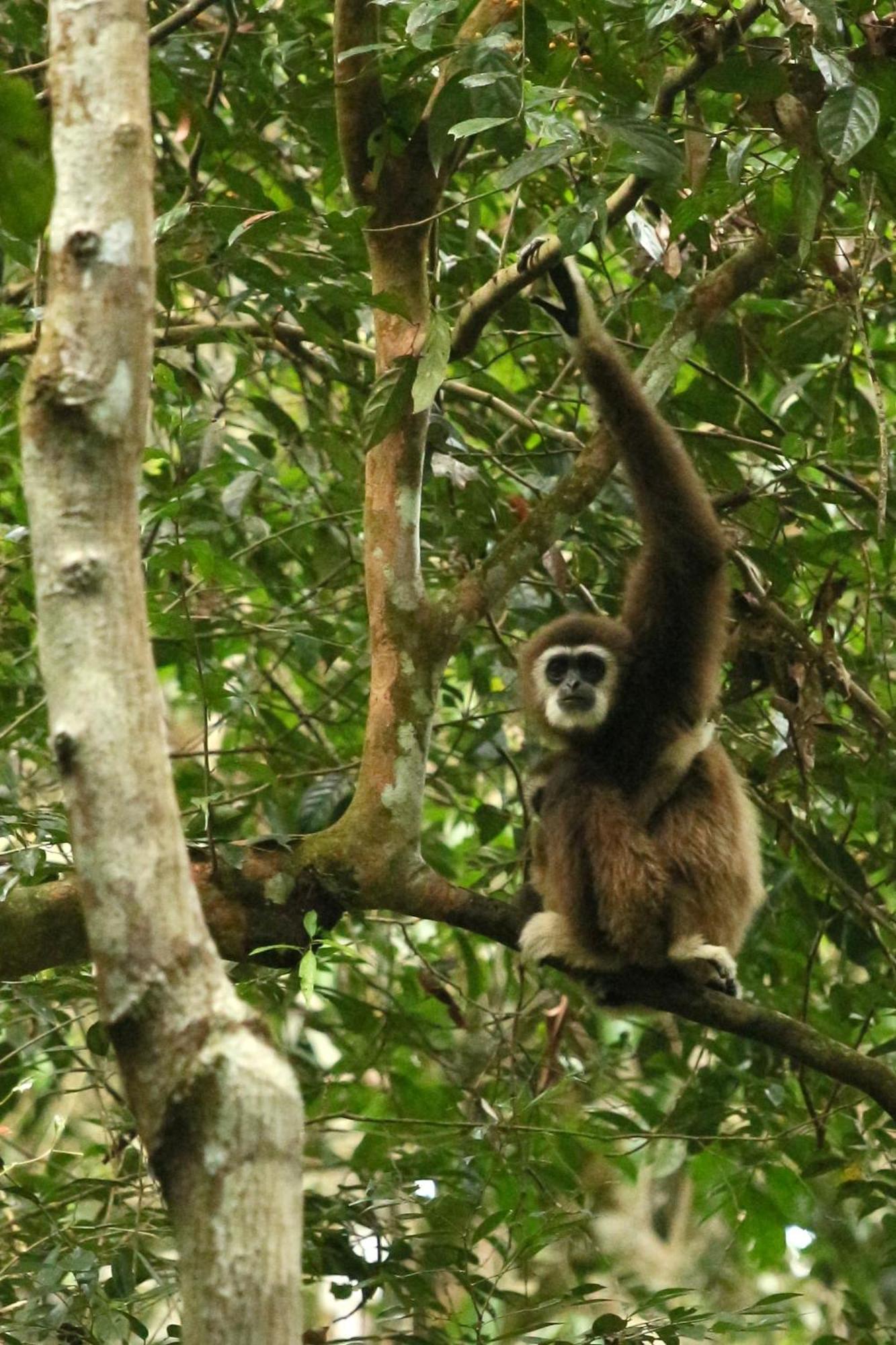 Magpie Homestay & Jungle Trekking Only For Guest Trekking With Us Bukit Lawang Exteriér fotografie