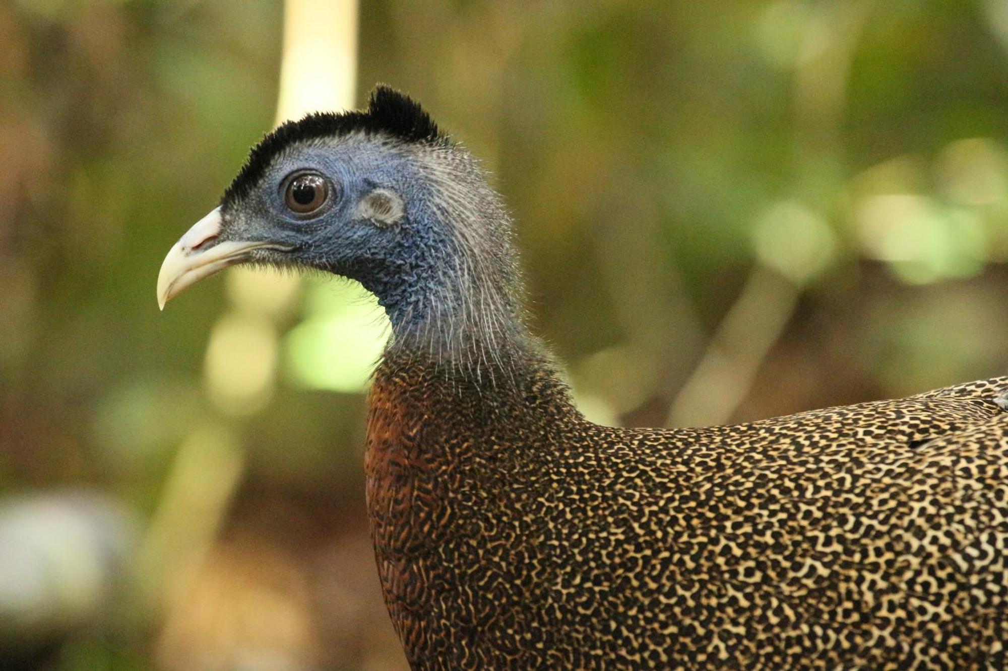 Magpie Homestay & Jungle Trekking Only For Guest Trekking With Us Bukit Lawang Exteriér fotografie
