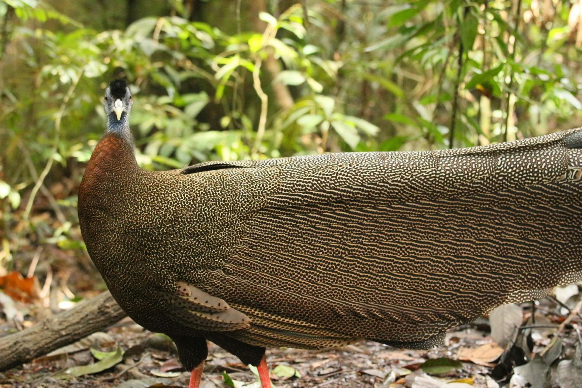 Magpie Homestay & Jungle Trekking Only For Guest Trekking With Us Bukit Lawang Exteriér fotografie