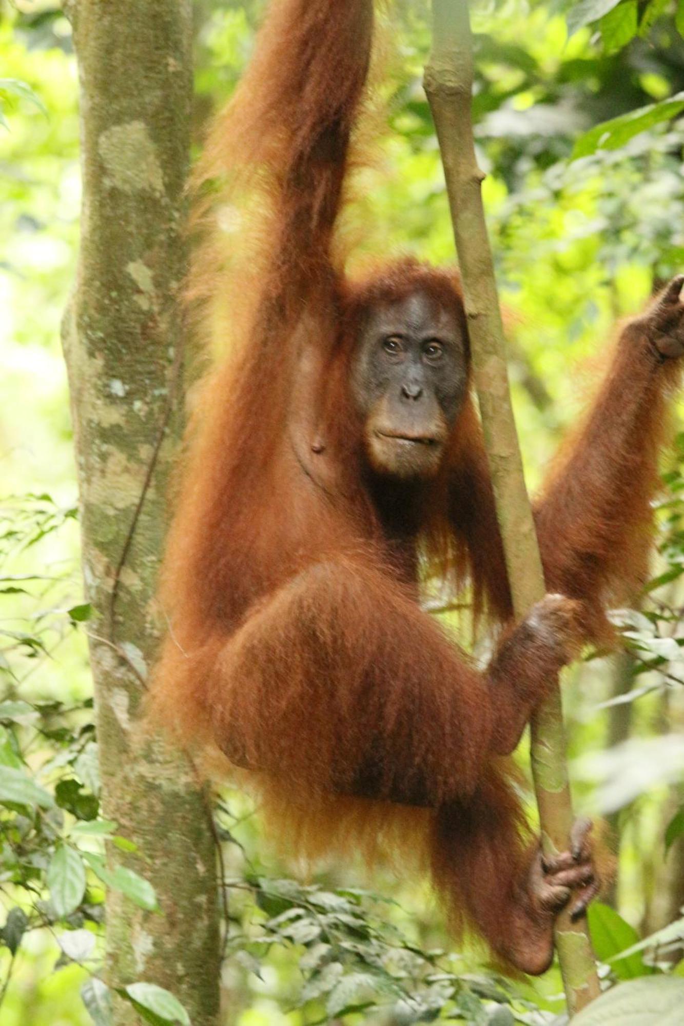 Magpie Homestay & Jungle Trekking Only For Guest Trekking With Us Bukit Lawang Exteriér fotografie