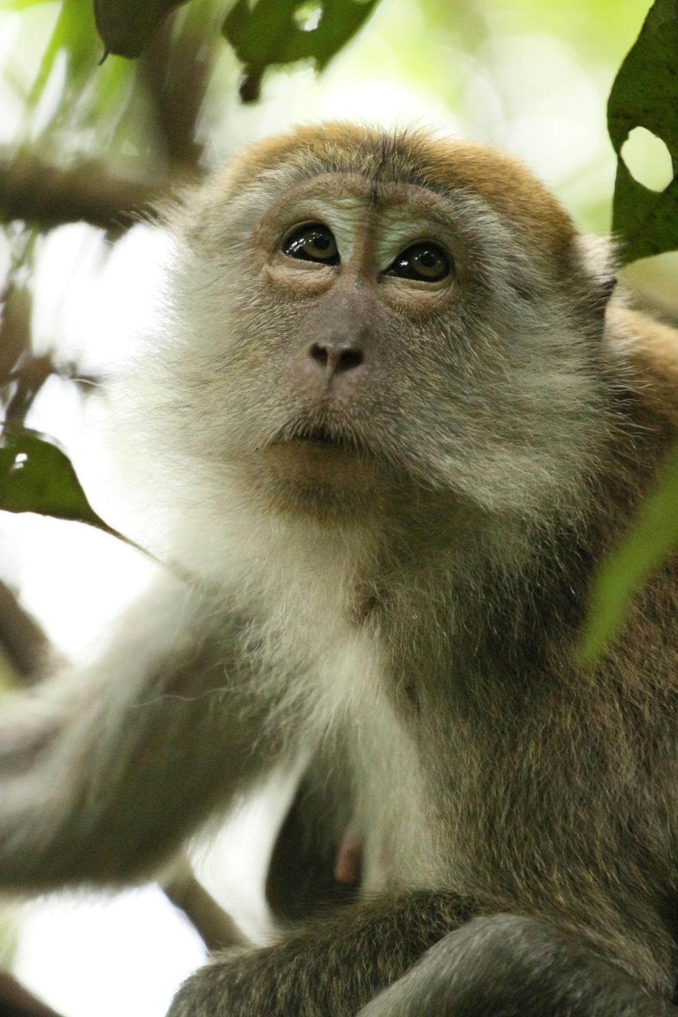 Magpie Homestay & Jungle Trekking Only For Guest Trekking With Us Bukit Lawang Exteriér fotografie