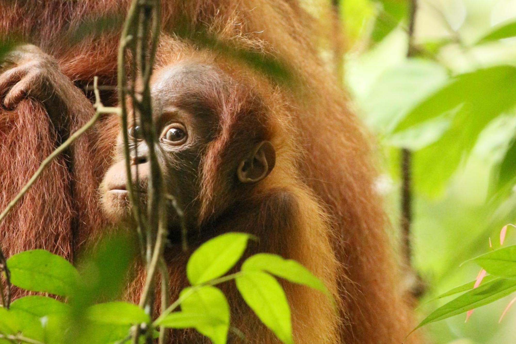 Magpie Homestay & Jungle Trekking Only For Guest Trekking With Us Bukit Lawang Exteriér fotografie
