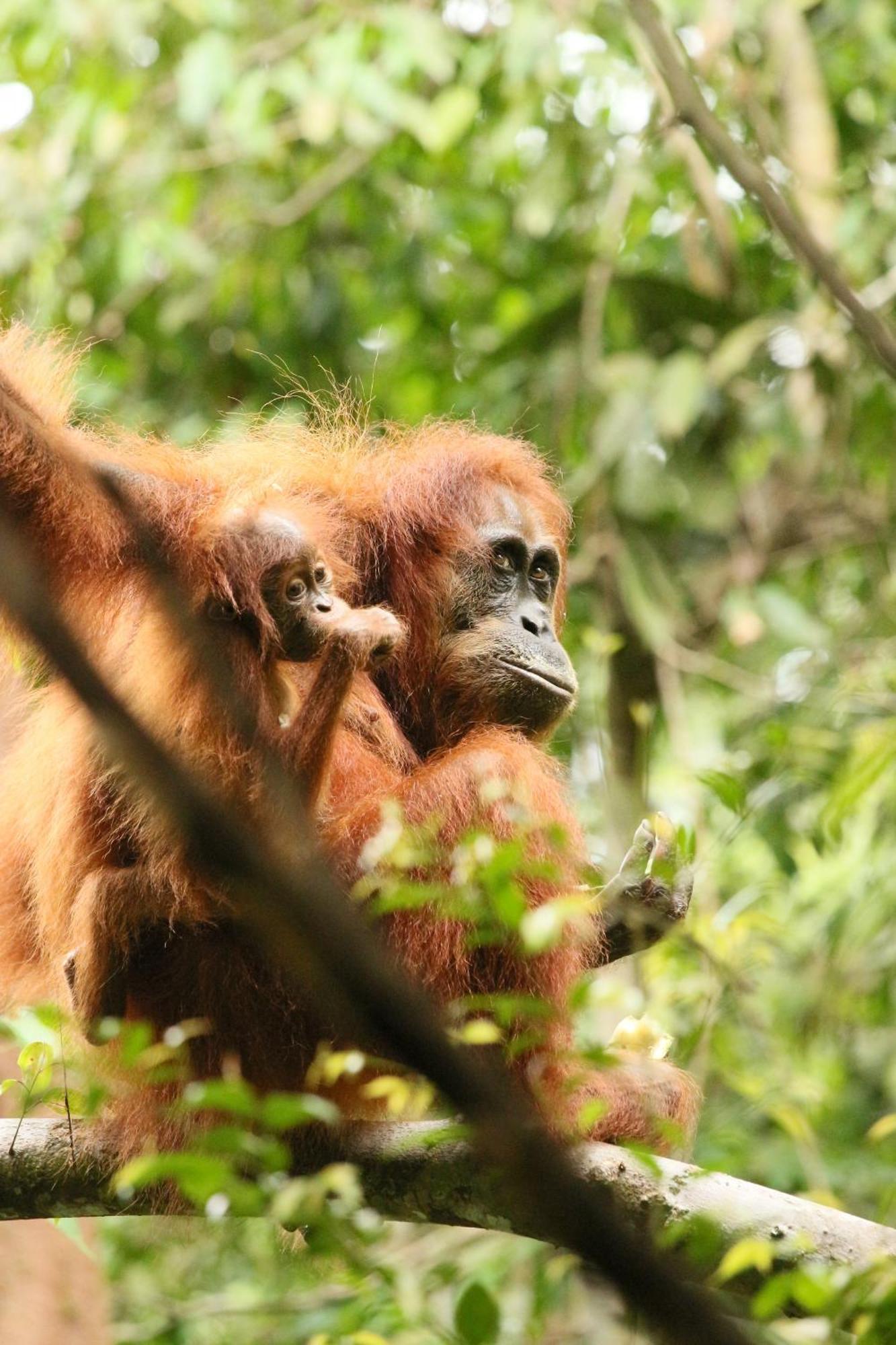 Magpie Homestay & Jungle Trekking Only For Guest Trekking With Us Bukit Lawang Exteriér fotografie