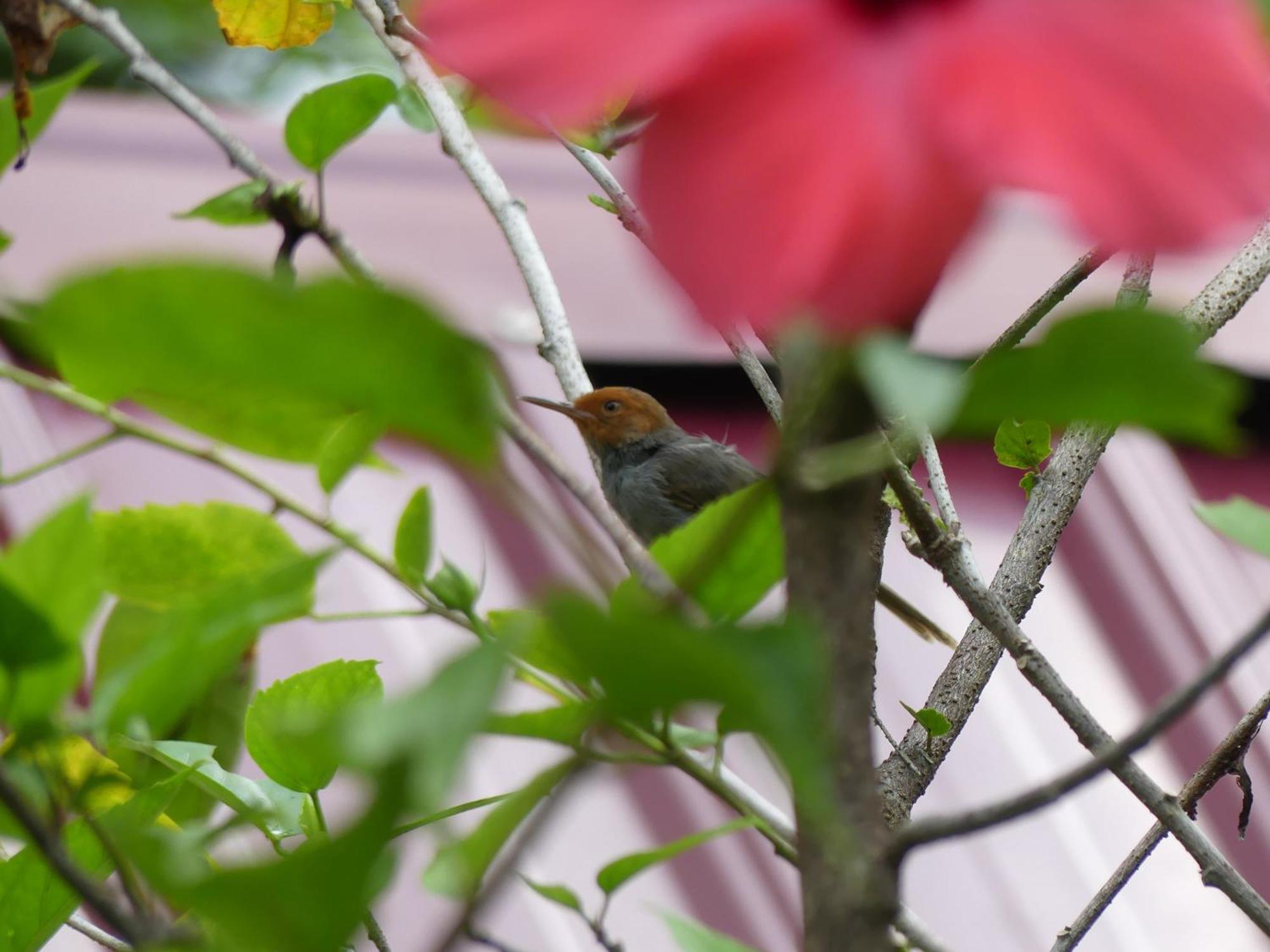 Magpie Homestay & Jungle Trekking Only For Guest Trekking With Us Bukit Lawang Pokoj fotografie